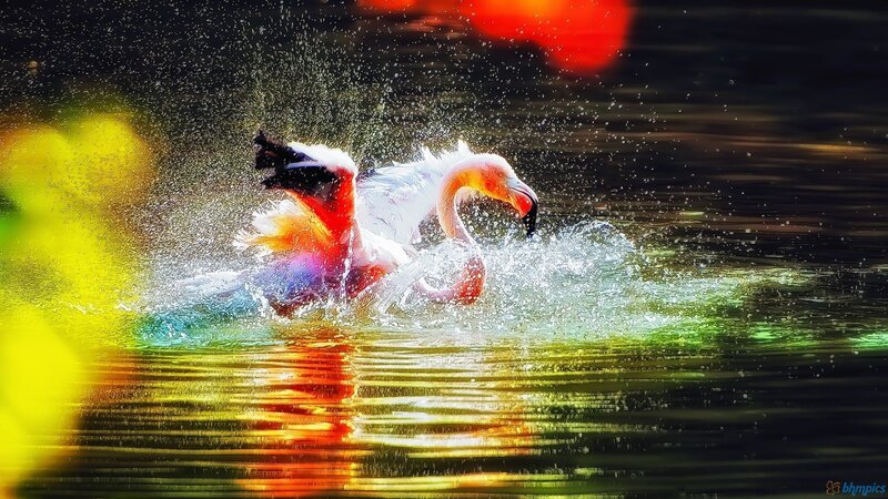 Flamingo in Water — Pink, Dynamic