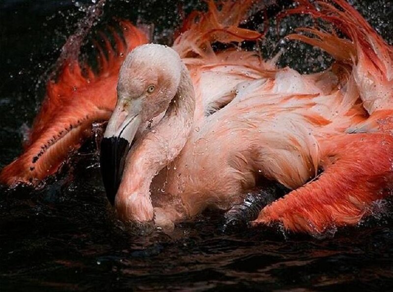 Flamingo in Water — Pink