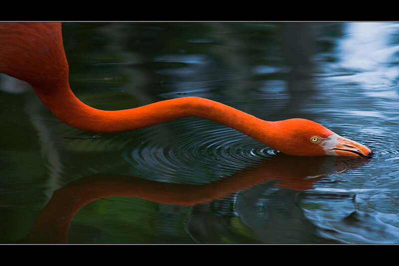 Flamingo in Water