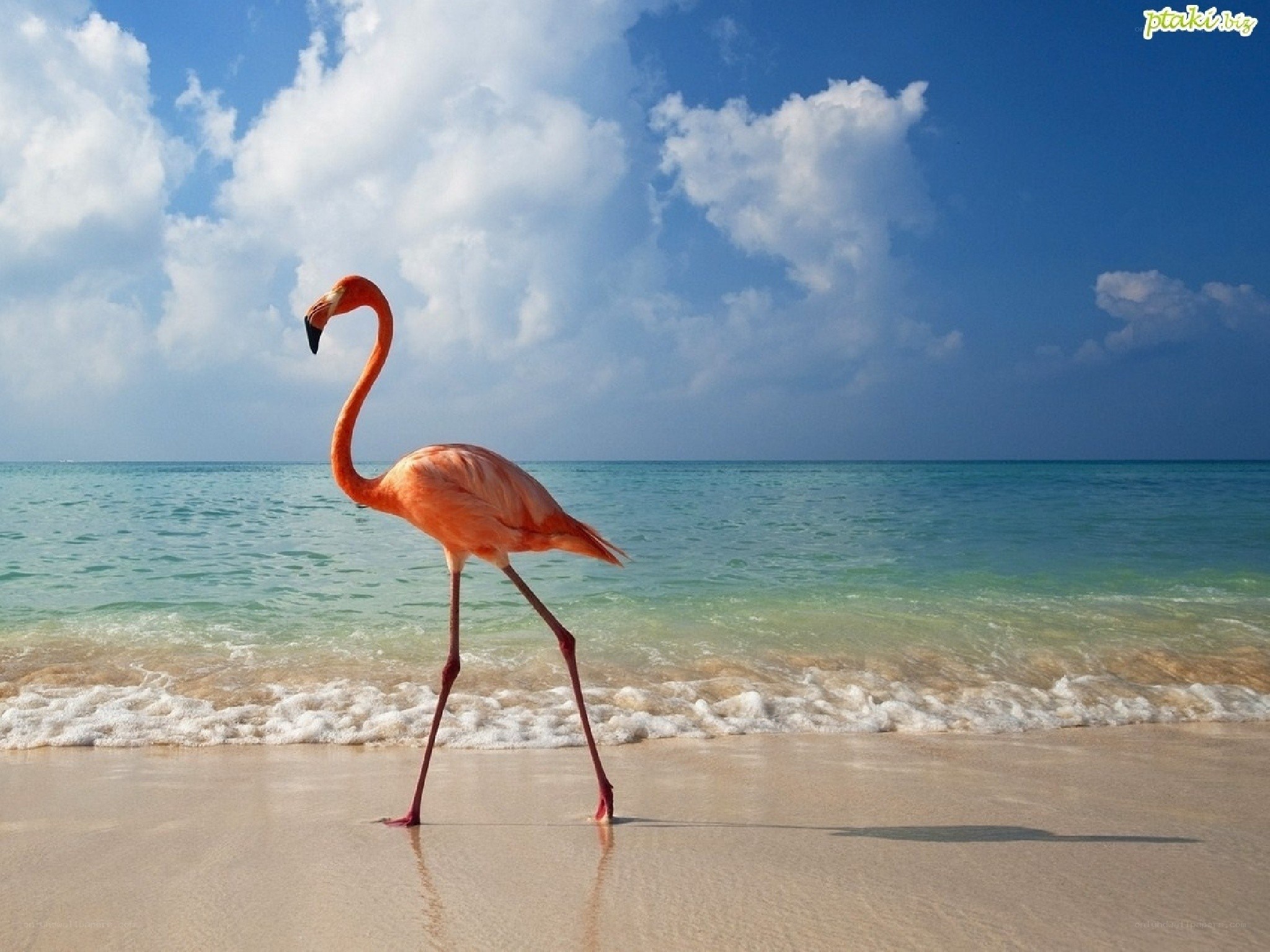 Flamingo on a tropical beach