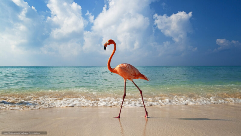 Flamingo on a tropical beach