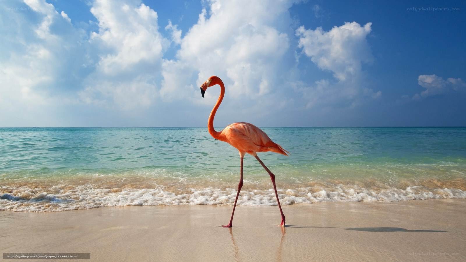Flamingo on a tropical beach