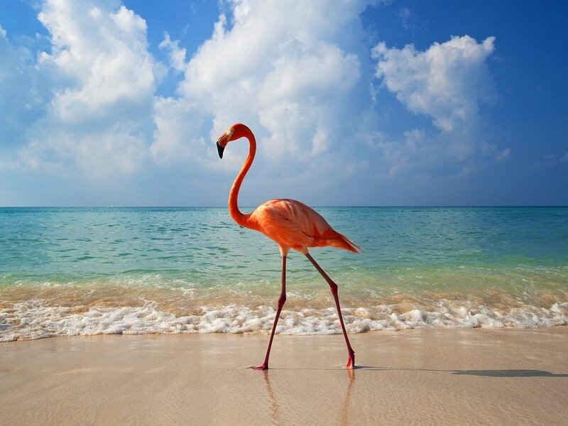 Flamingo on Beach — Pink