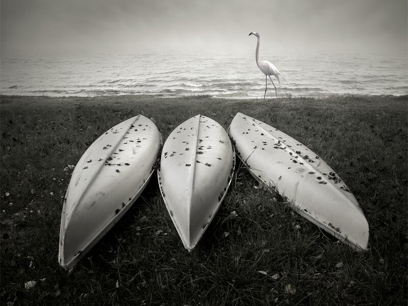 Flamingo on Shore