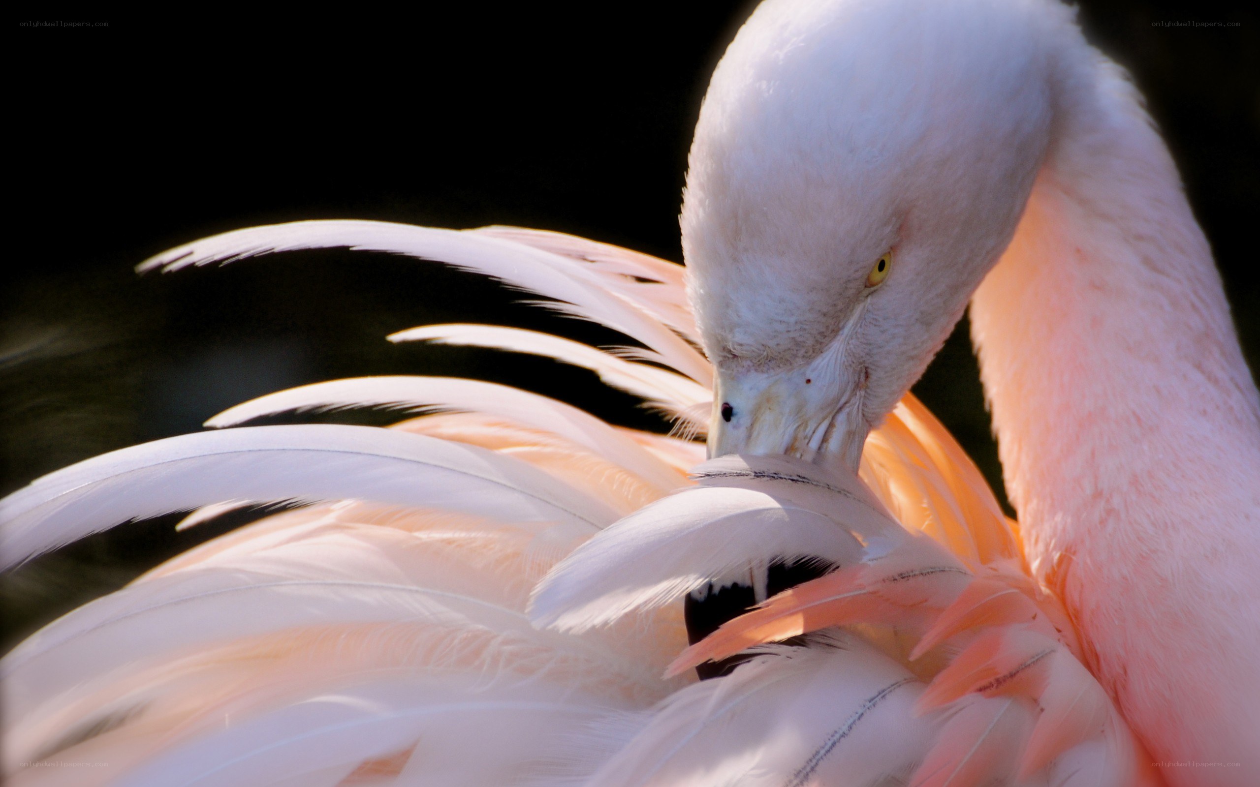 flamingo preening feathers