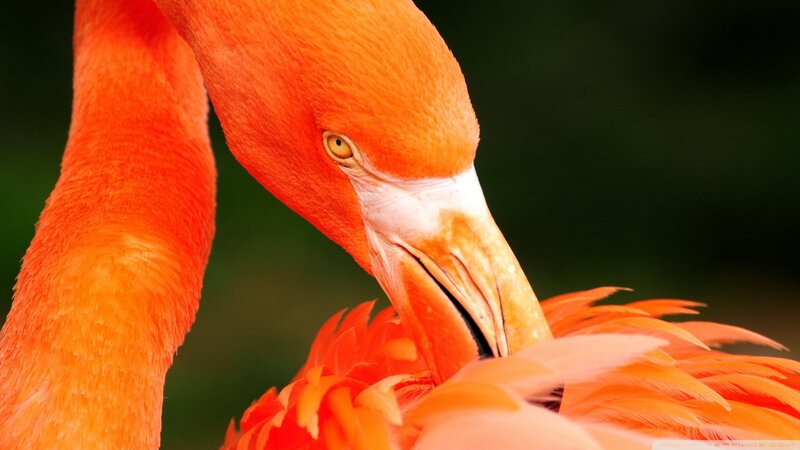 Flamingo Preening Feathers — Orange, Calm, Photograph
