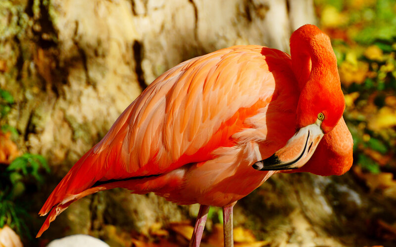 Flamingo Preening Feathers — Pink, Calm, Afternoon