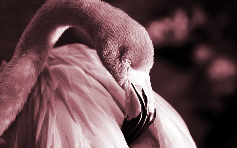 Flamingo Preening Feathers — Pink, Calm, Photograph, Beak