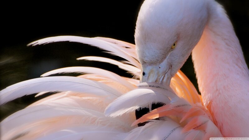 Flamingo Preening Feathers — Pink, Calm, Photograph, Eye