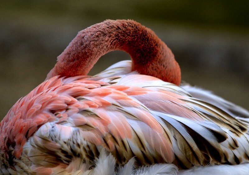 Flamingo Preening Feathers — Pink, Calm, Photograph, Neck