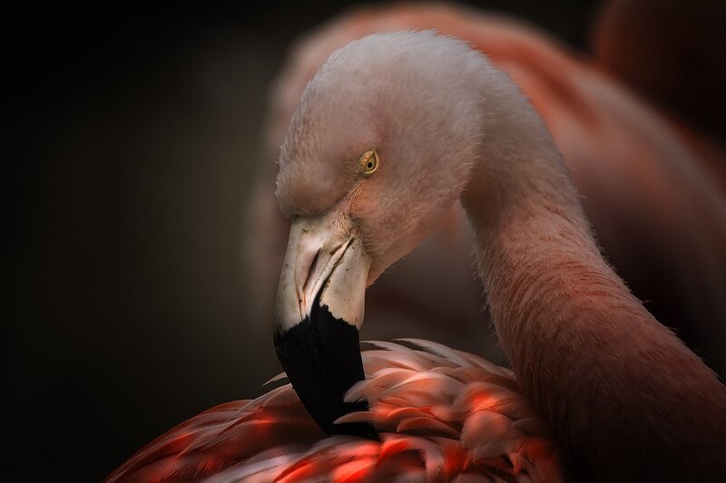 Flamingo Preening Feathers — Pink, Dramatic