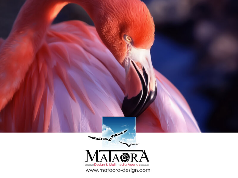 Flamingo Preening Feathers — Pink