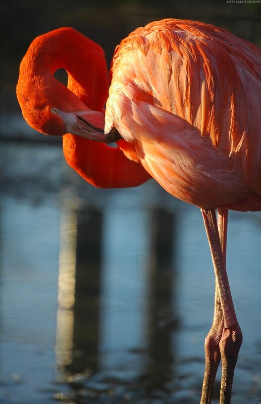 flamingo preening in sunlight