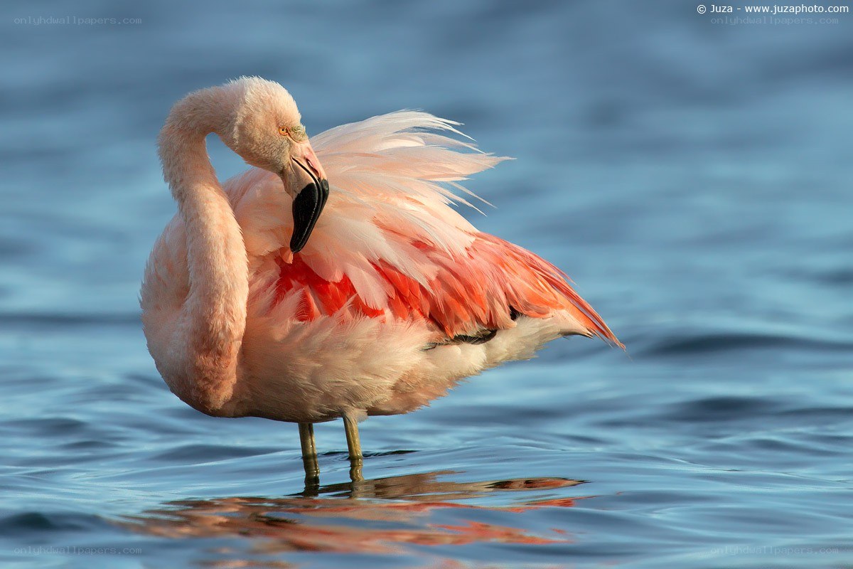 flamingo preening in water