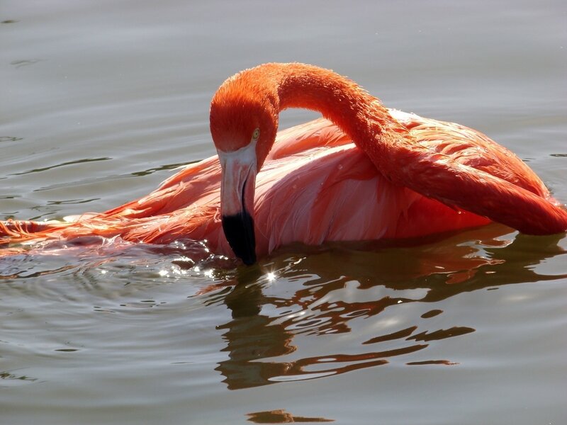 flamingo preening in water