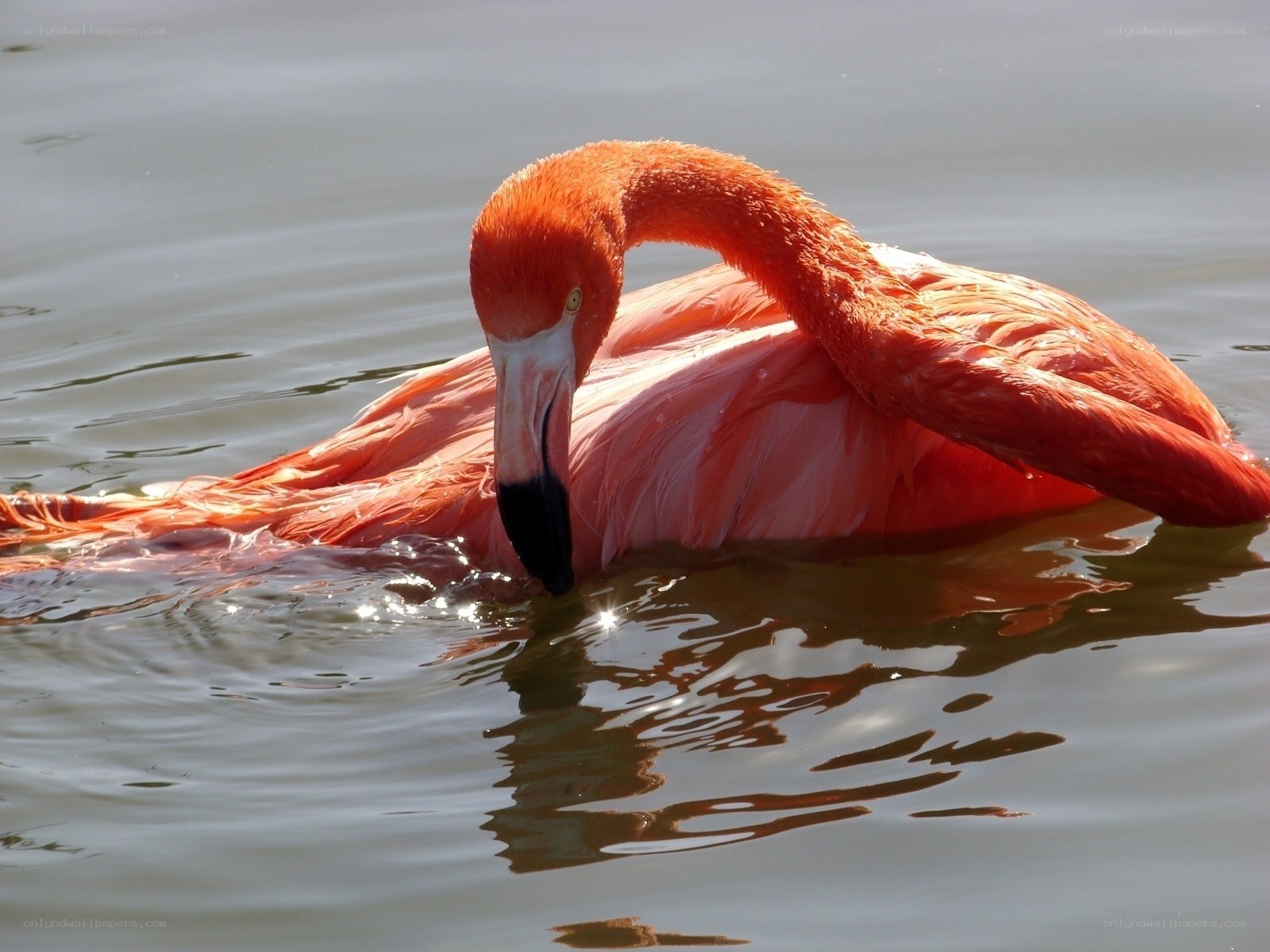 flamingo preening in water