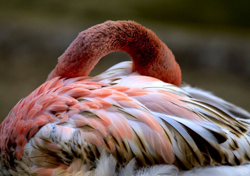 Flamingo Resting — Pink