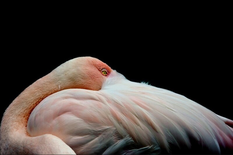 Flamingo Sleeping