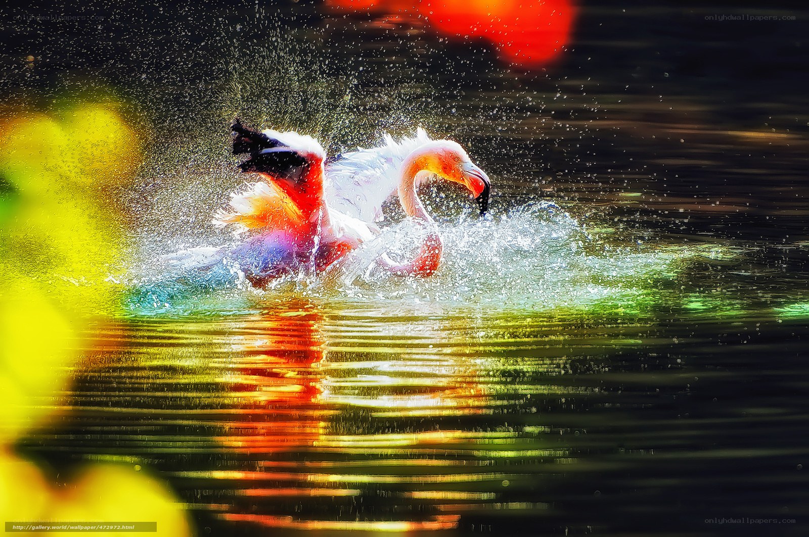 Flamingo splashing in water