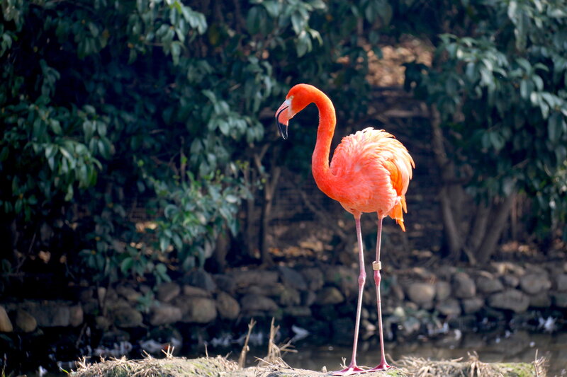 flamingo standing in nature