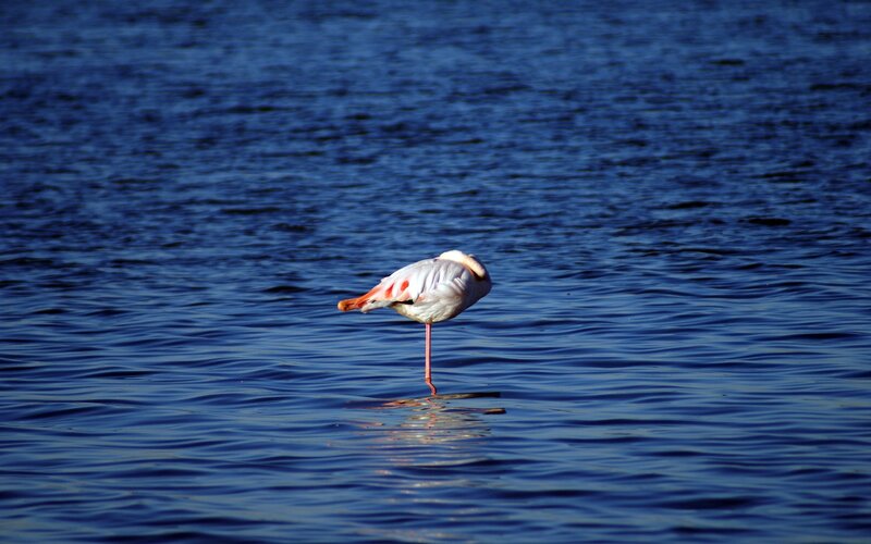 Flamingo standing in water