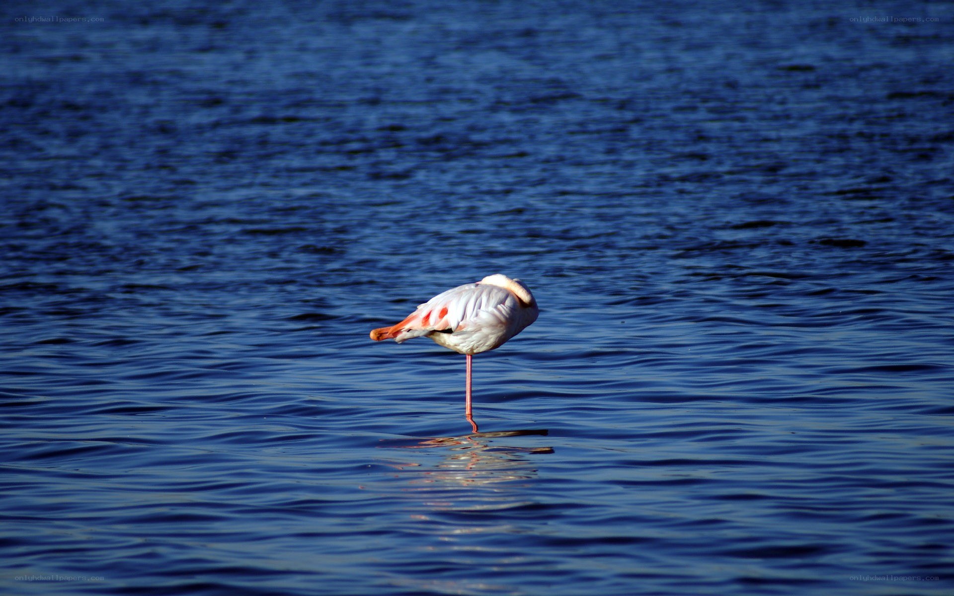 Flamingo standing in water