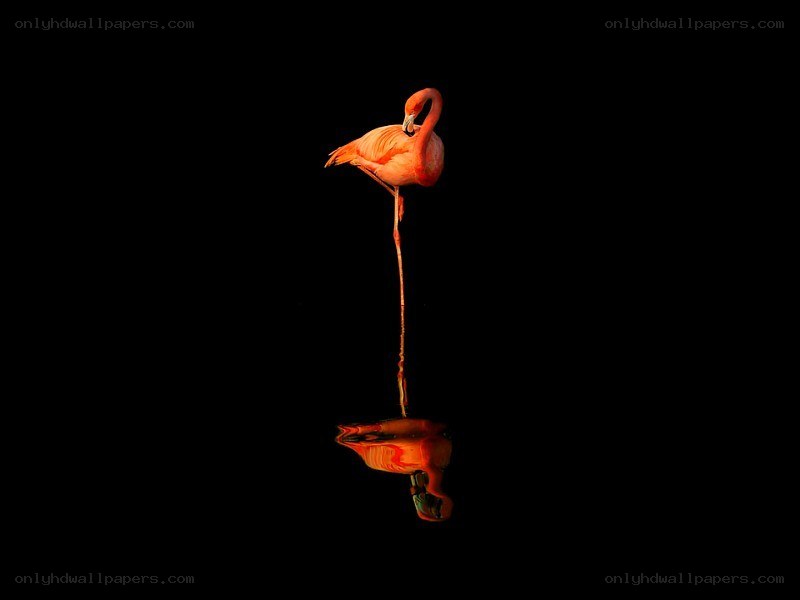 Flamingo standing in water