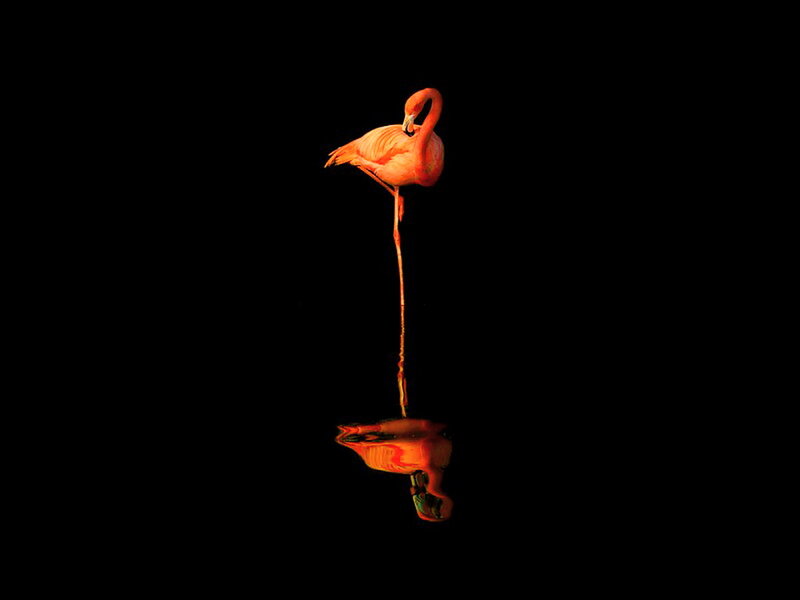 Flamingo Standing in Water — Orange