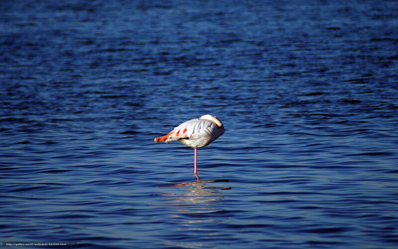 flamingo standing in water