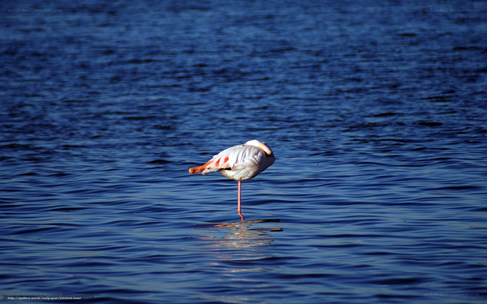 flamingo standing in water