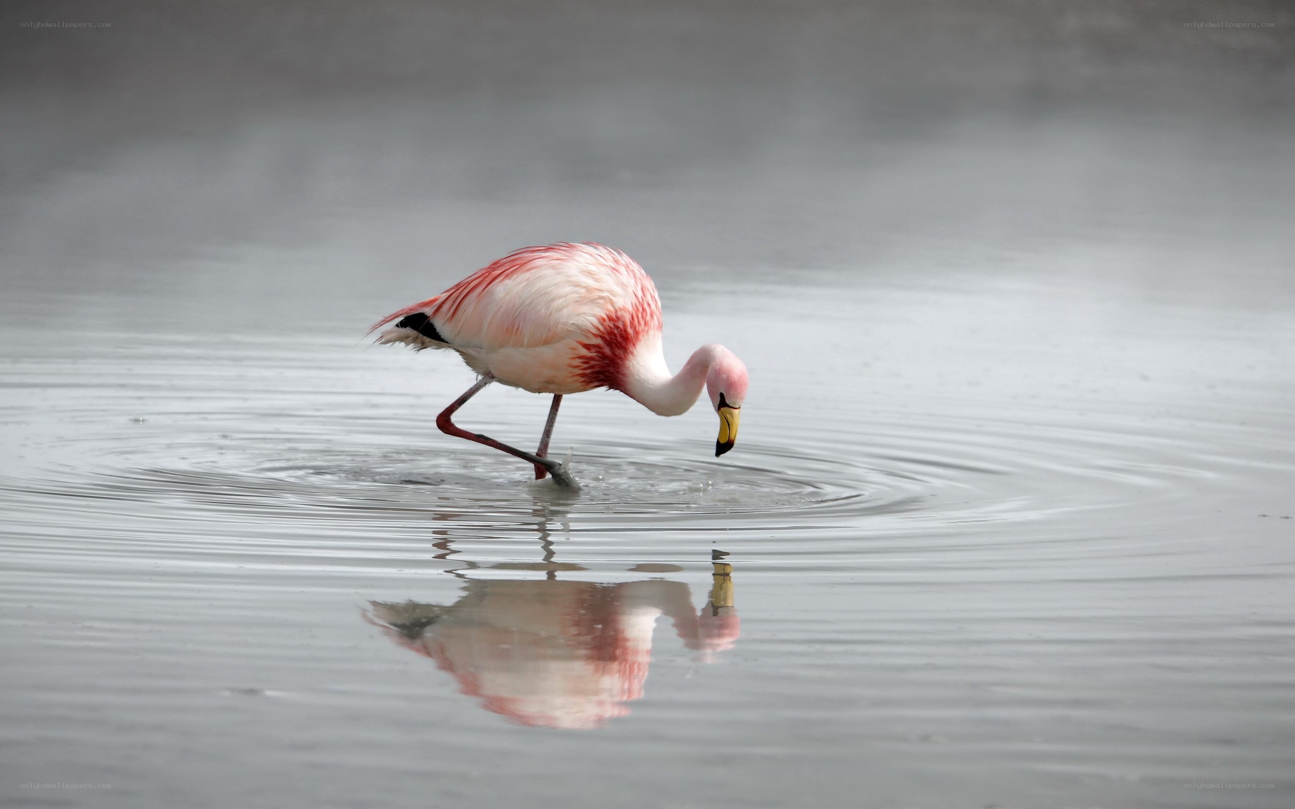 flamingo wading in water