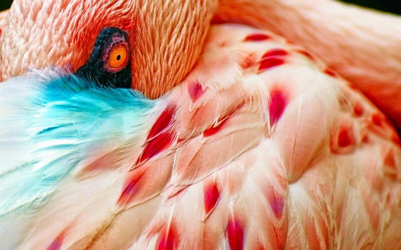 Flamingo with Blue Feathers