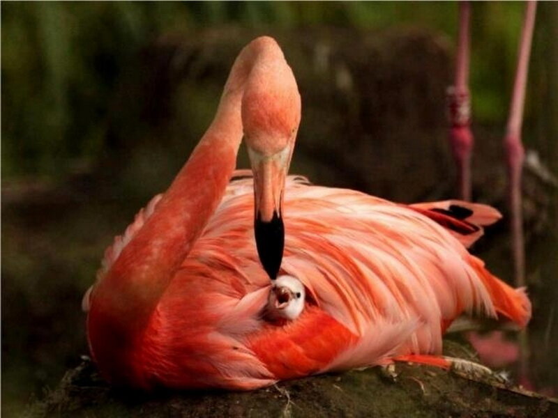 Flamingo with Chick — Pink, Calm