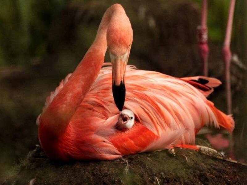 Flamingo with Chick — Pink