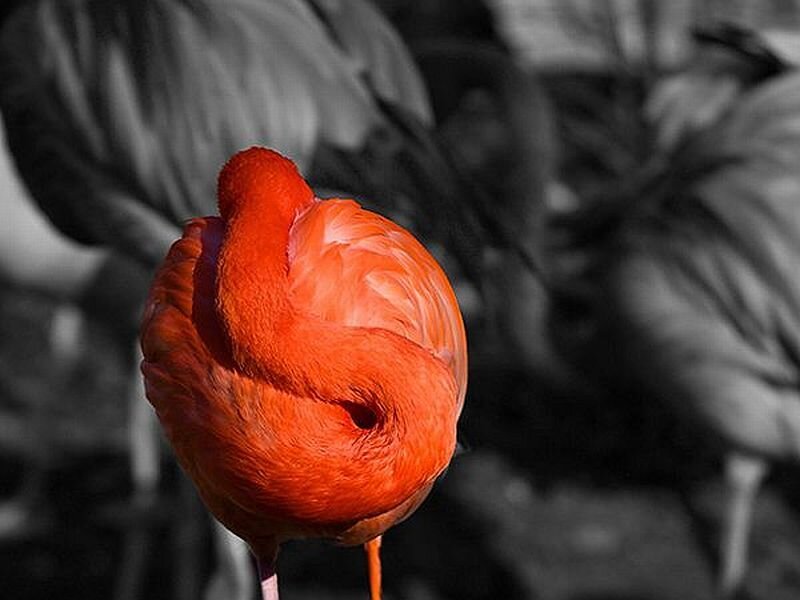 Flamingo with Curled Neck