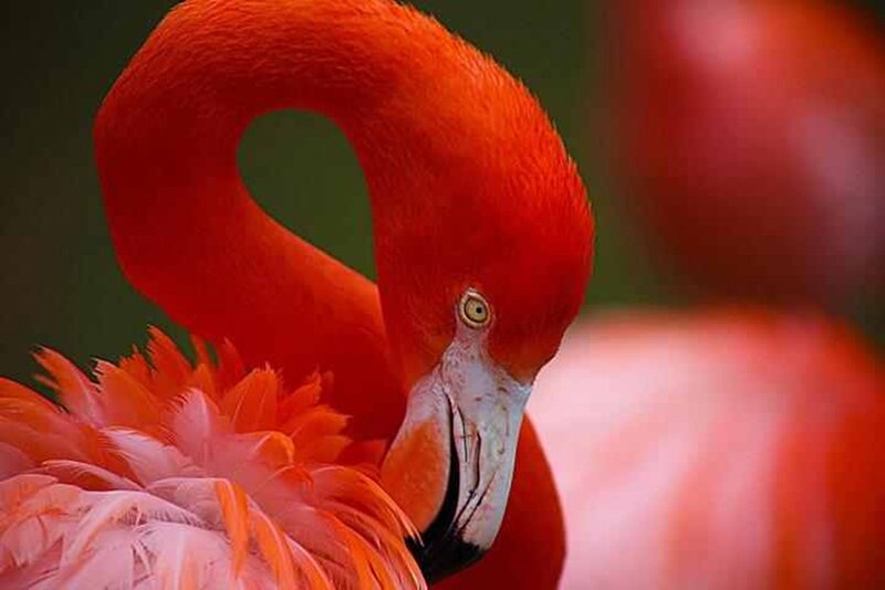 Flamingo with Curved Neck — Red