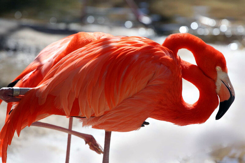 Flamingo with curved neck