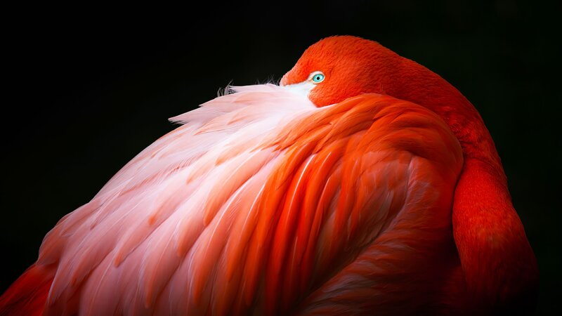 Flamingo with Folded Wings