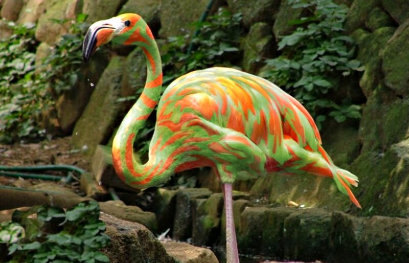 Flamingo with Green and Orange Feathers