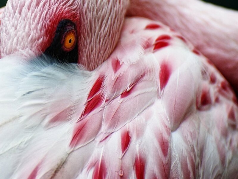 Flamingo with Pink Feathers