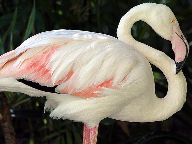 Flamingo with Pink Feathers — White