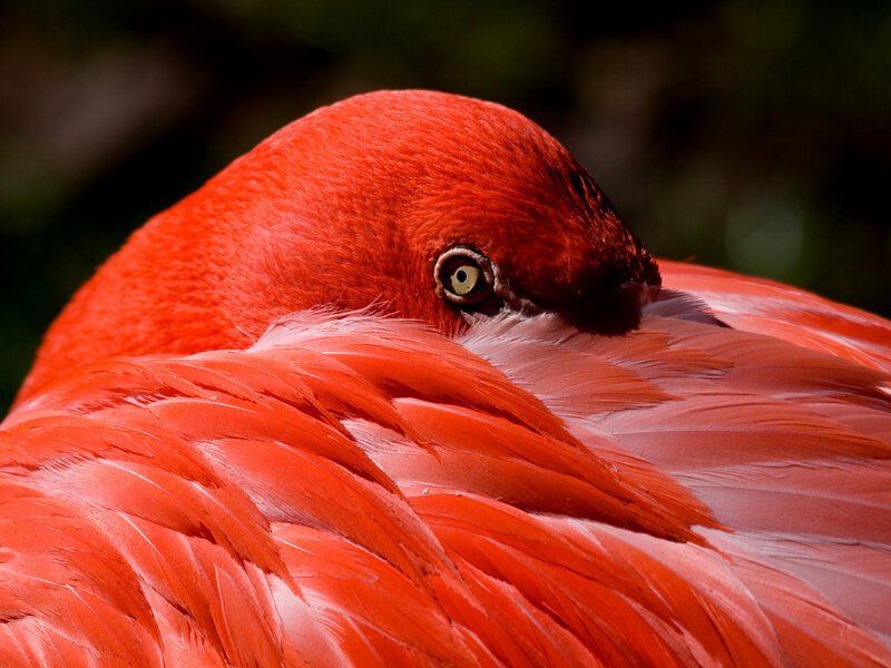 Flamingo with Red Feathers