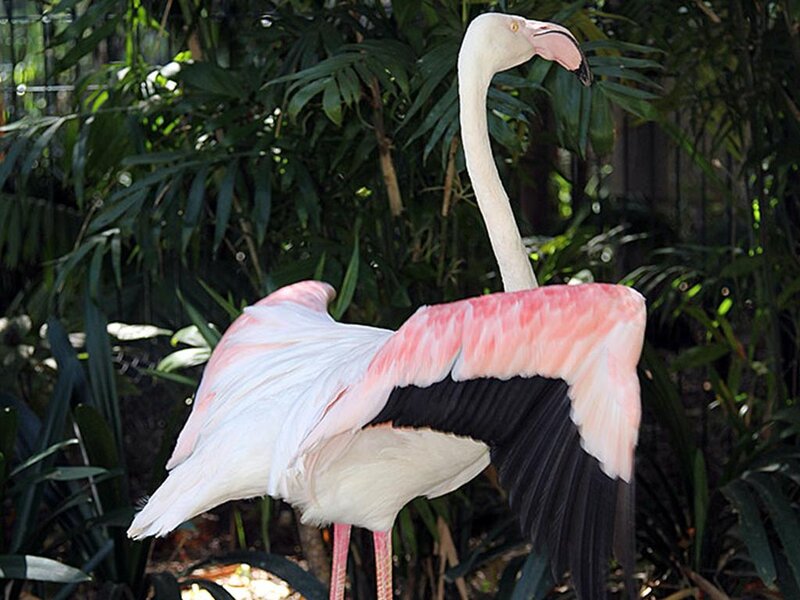 Flamingo with Spread Wings