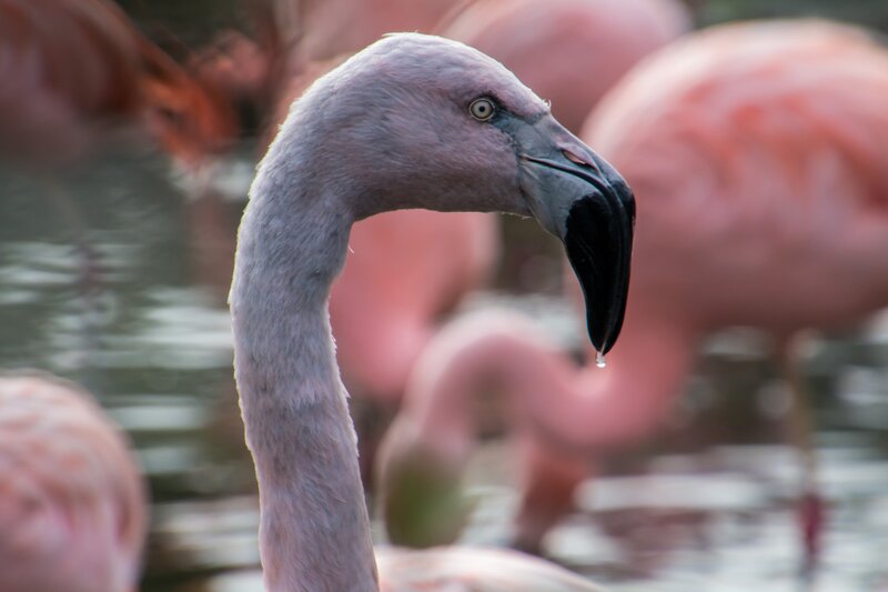 flamingo with water droplet
