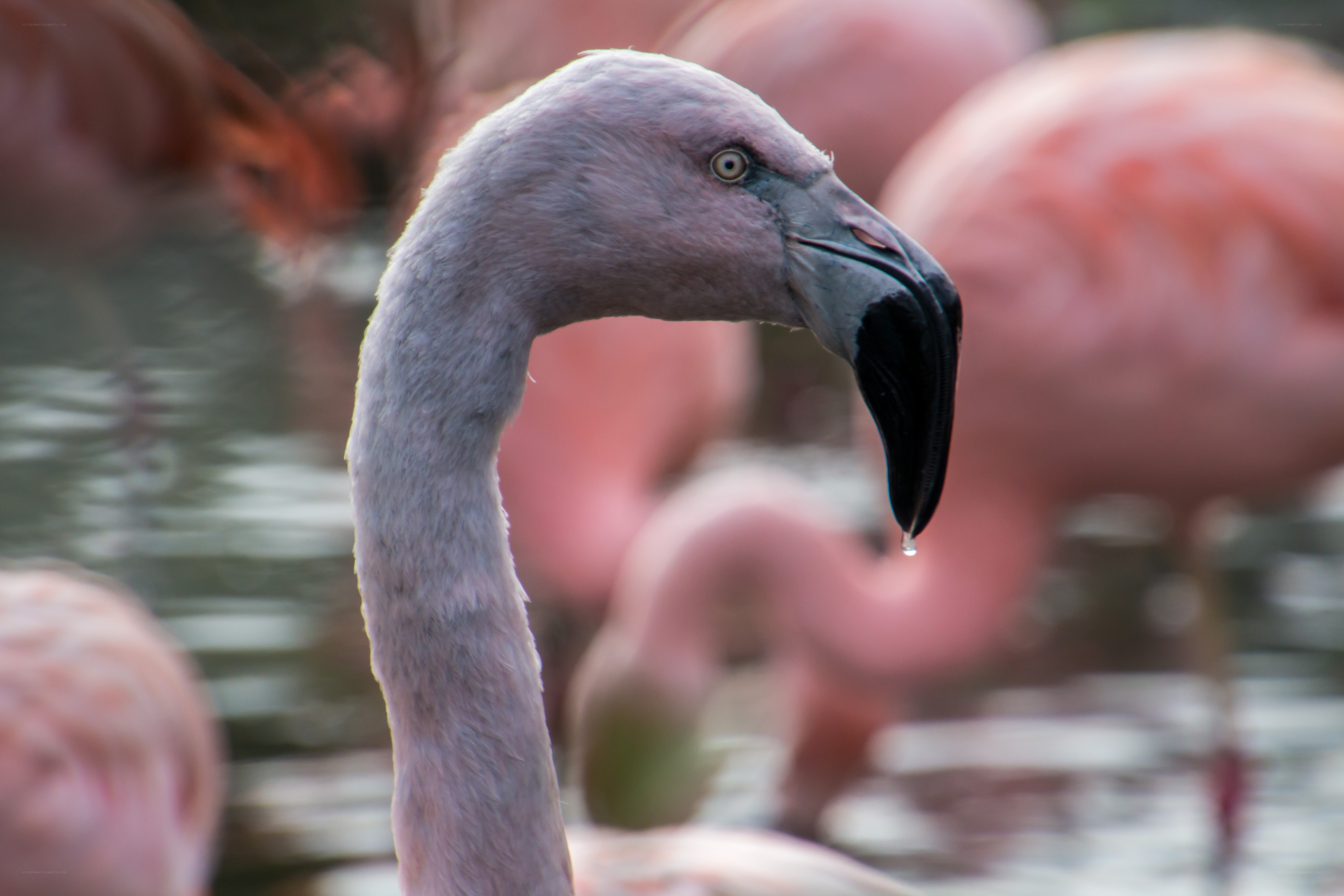 flamingo with water droplet