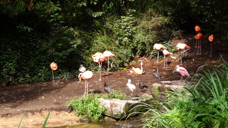 Flamingos and Birds