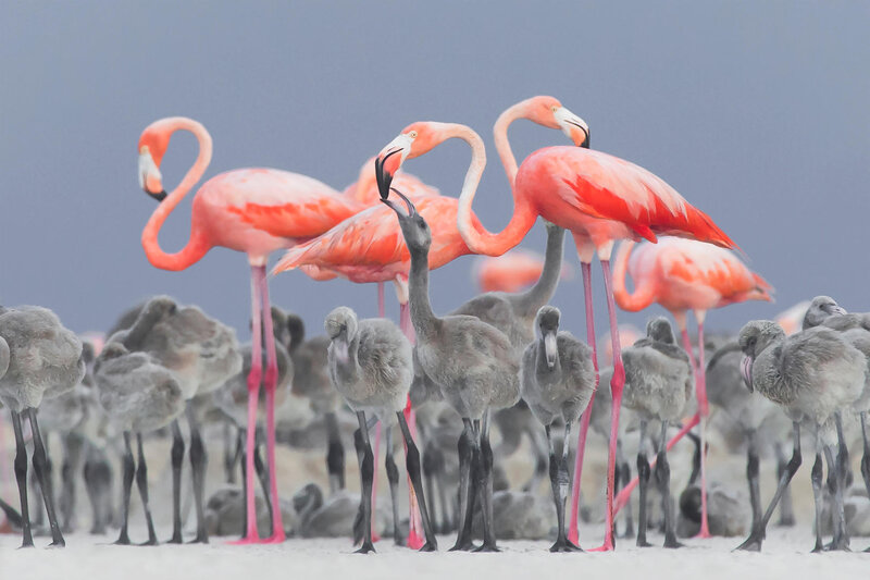 Flamingos and Chicks