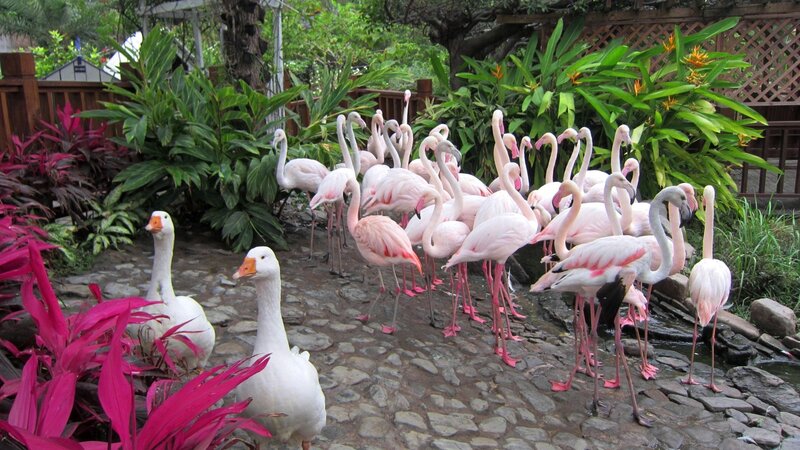 Flamingos and Geese