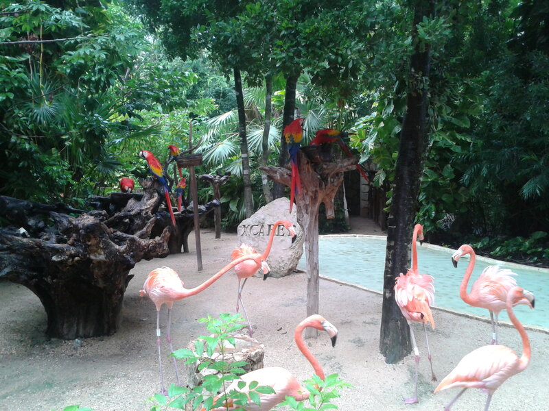 Flamingos and Parrots