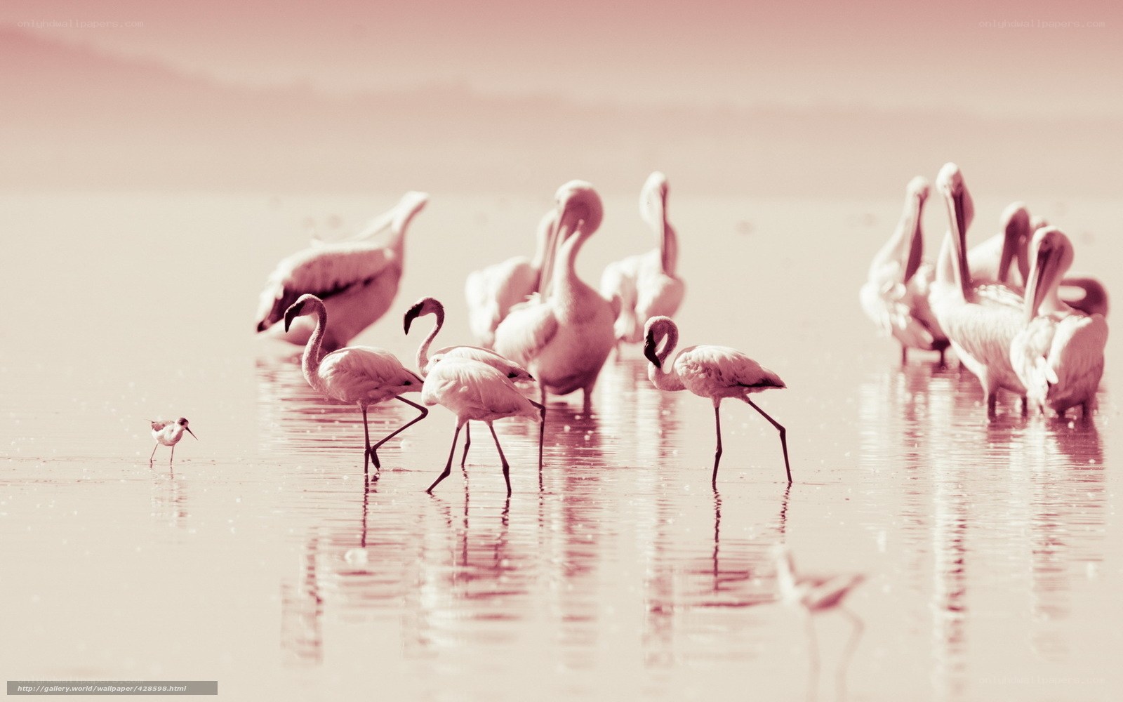 Flamingos and pelicans in water